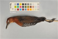 藏品(灰腳秧雞)的圖片